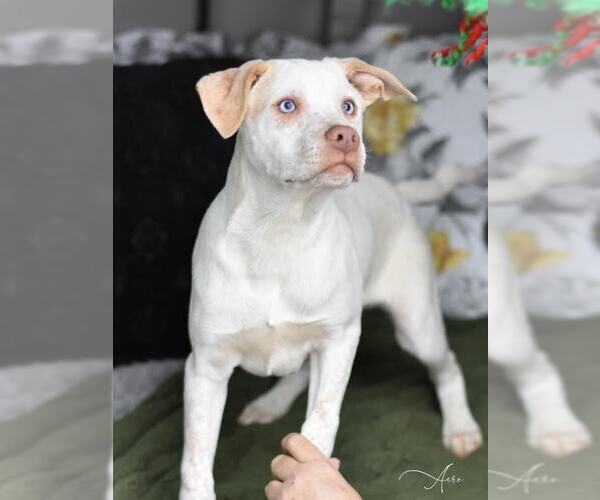 Medium Photo #7 Labrador Retriever-Unknown Mix Puppy For Sale in Brewster, NY, USA