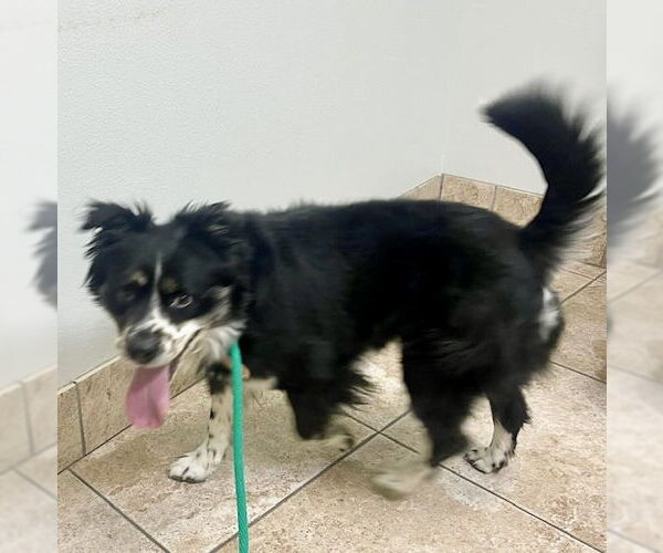 Medium Photo #21 Australian Shepherd-Unknown Mix Puppy For Sale in Houston, TX, USA