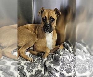 Pug-Unknown Mix Dogs for adoption in Bakersfield, CA, USA