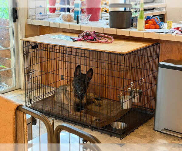 Medium Photo #3 Mutt Puppy For Sale in Imlay City, MI, USA