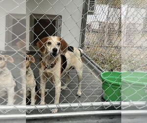 Beagle-Unknown Mix Dogs for adoption in Hinton, WV, USA