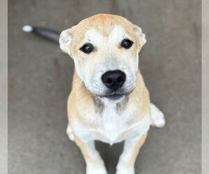 Anatolian Shepherd-Unknown Mix Dogs for adoption in Tulsa, OK, USA