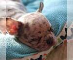 Small Photo #16 French Bulldog Puppy For Sale in ADRIAN, MI, USA