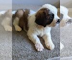 Small Photo #7 Saint Bernard Puppy For Sale in PALM COAST, FL, USA