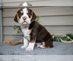 Puppy Alfie Beabull
