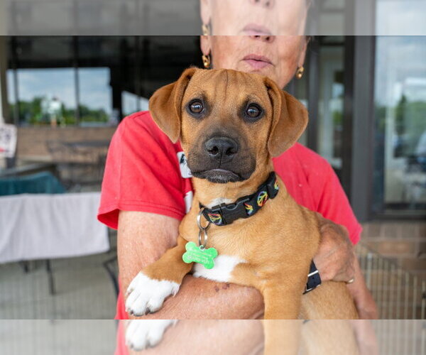 Medium Photo #4 Mutt Puppy For Sale in Mundelein, IL, USA