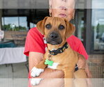 Small #3 Mutt