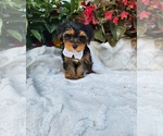 Small #1 Yorkshire Terrier