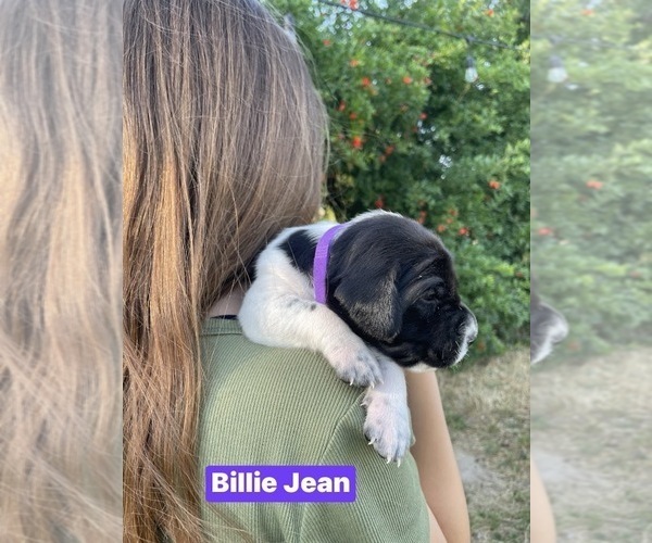 Medium Photo #2 Pointer Puppy For Sale in SACRAMENTO, CA, USA