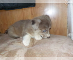 Small Photo #50 Australian Shepherd-Pembroke Welsh Corgi Mix Puppy For Sale in GALLEGOS, NM, USA