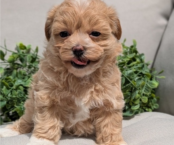 Medium Photo #8 Maltipoo (Miniature) Puppy For Sale in GOSHEN, IN, USA