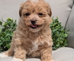 Small #7 Maltipoo