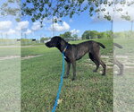 Small Photo #3 Pointer-Unknown Mix Puppy For Sale in Monticello, MS, USA