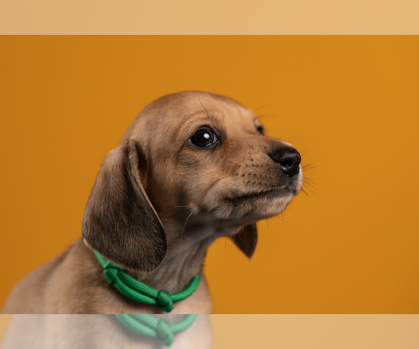 Medium Photo #35 Dachshund Puppy For Sale in CROWLEY, TX, USA