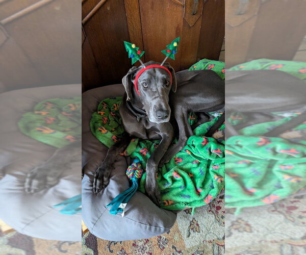 Medium Photo #3 Great Dane Puppy For Sale in Bullard, TX, USA