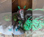Small #2 Great Dane