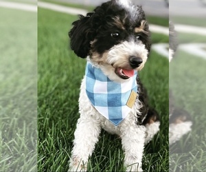 Father of the Bernedoodle (Miniature) puppies born on 09/02/2026