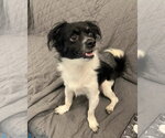 Small #2 Chihuahua Mix