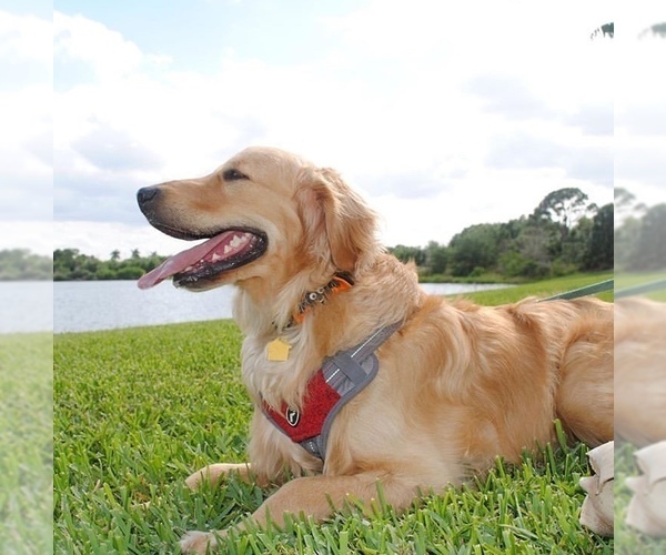 Medium Photo #9 Golden Retriever Puppy For Sale in PORT SAINT LUCIE, FL, USA