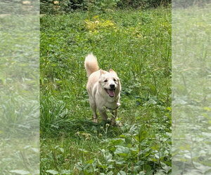 Treble - Male German Shepherd Dog-Unknown Mix Dog for Adoption - Photo #7