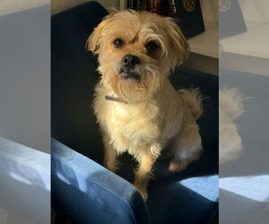 Pug-Unknown Mix Dogs for adoption in Rosenberg, TX, USA