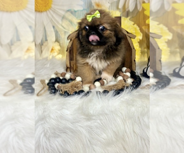 Medium Photo #3 Pekingese Puppy For Sale in RIPLEY, MS, USA