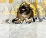 Small #2 Pekingese