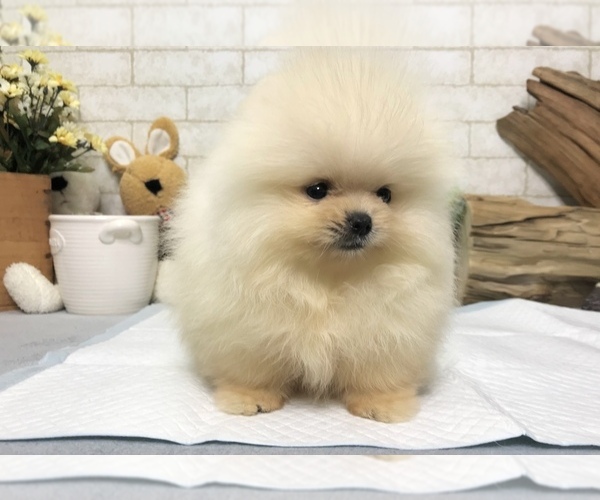 Medium Photo #5 Pomeranian Puppy For Sale in CHICAGO, IL, USA