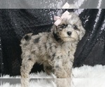 Puppy Crystal F1B Poodle (Toy)-Schnoodle (Miniature) Mix
