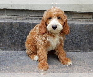 Goldendoodle (Miniature) Puppy for sale in WOOSTER, OH, USA