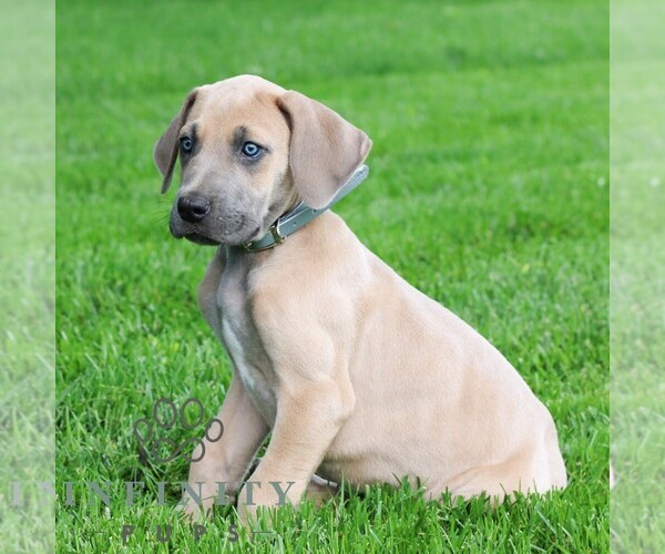 Medium Photo #3 Great Dane Puppy For Sale in LITITZ, PA, USA
