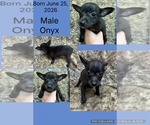 Small #7 Rat Terrier