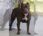 Small Photo #1 American Bulldog Puppy For Sale in ATLANTA, GA, USA