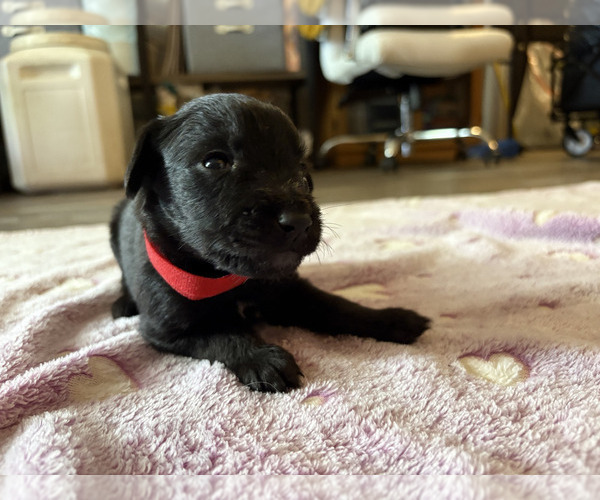 Medium Photo #7 Dutch Shepherd -Golden Retriever Mix Puppy For Sale in LAS VEGAS, NV, USA