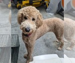 Small Poodle (Standard) Mix