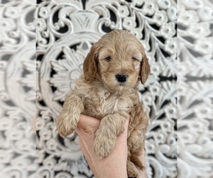 Cavapoo-Poodle (Miniature) Mix Puppy for sale in BERESFORD, SD, USA