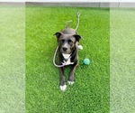Small Photo #5 American Staffordshire Terrier-Unknown Mix Puppy For Sale in Rosenberg, TX, USA