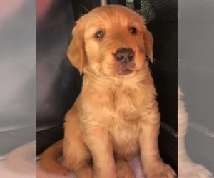 Golden Retriever Dog for Adoption in SANTA ANA, California USA