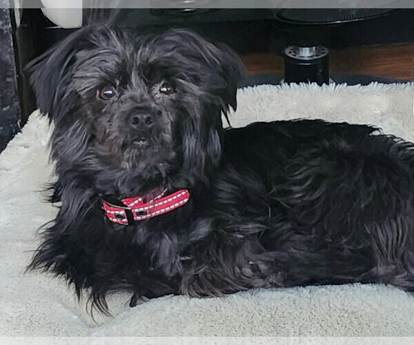 Medium Photo #1 Mutt Puppy For Sale in Lewistown, PA, USA