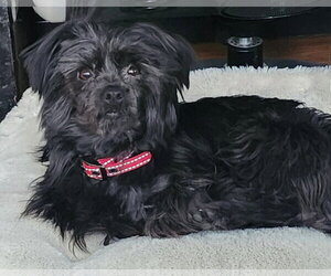 Mutt Dogs for adoption in Lewistown, PA, USA