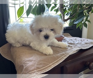 Maltese Puppy for sale in HARVEST, AL, USA