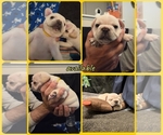 Small #7 French Bulldog