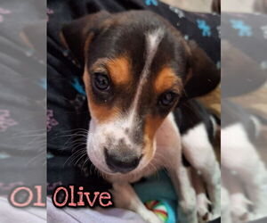 Beagle-Unknown Mix Dogs for adoption in House Springs, MO, USA