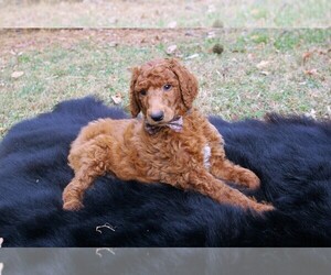 Poodle (Standard) Puppy for sale in STOKESDALE, NC, USA