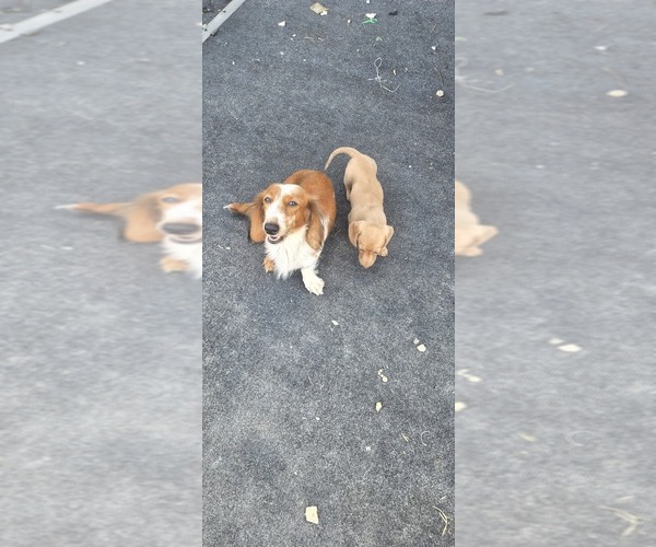 Medium Photo #7 Dachshund Puppy For Sale in COMMERCE, TX, USA
