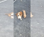 Peanut - Female Dachshund Puppy for Sale - Photo #7