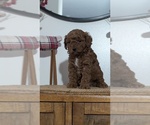 Small Photo #37 Poodle (Miniature) Puppy For Sale in GOSHEN, IN, USA