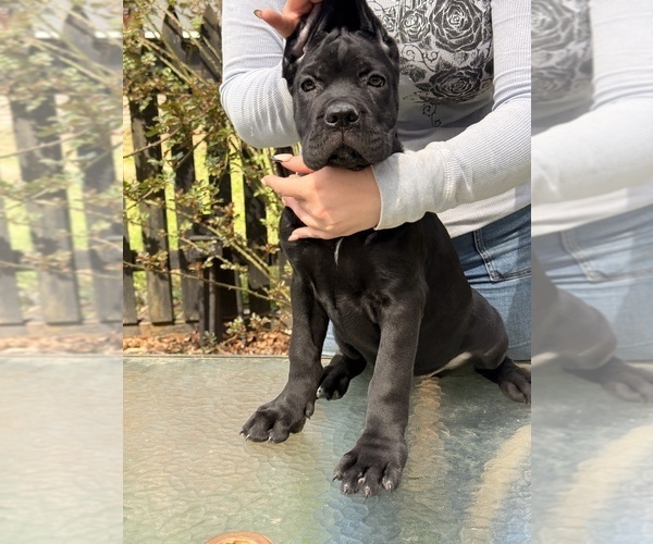Medium Photo #2 Cane Corso Puppy For Sale in BEAVERDAM, VA, USA
