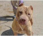 Small American Pit Bull Terrier
