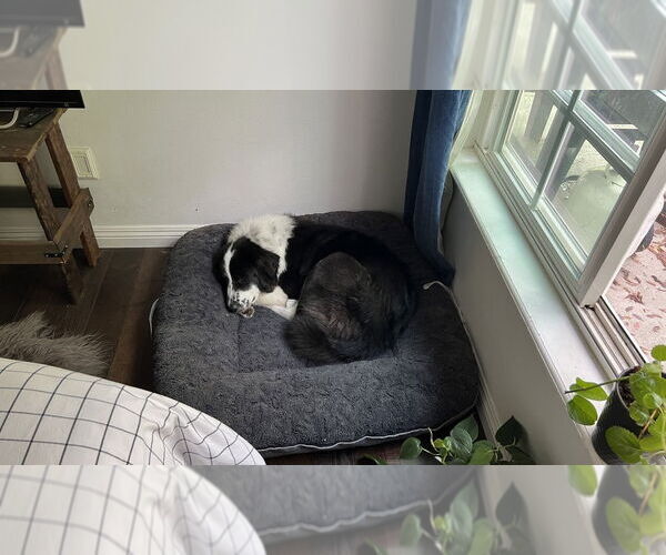 Medium Photo #4 Great Pyrenees Puppy For Sale in Dana Point, CA, USA